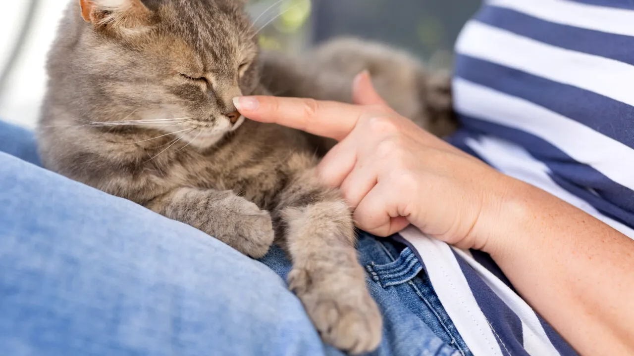 Psihologii spun că persoanele care mângâie pisicile au aceste trăsături de personalitate