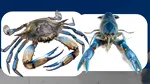 A fost văzut un specimen rar de crab albastru american în Marea Neagră, căutat pentru carnea gustoasă