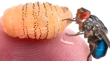 Un entomolog a observat câteva larve sub propria piele și a decis să le lase acolo să se dezvolte. Iată rezultatul