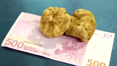 TRUFELE, diamantele pământului. 45 de câini concurează la PRIMUL concurs național de căutat TRUFE în ring. Cât costă un kilogram