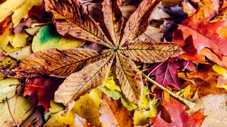 ”Comoara” lăsată de toamnă prin curți și parcuri. O tonă se vinde cu 160 de lei în supermarketuri