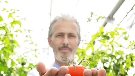 Distanța la care se plantează roșiile în solar. Mulți grădinari nu știu și strică recolta