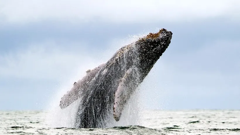 Un virus care a ucis aproape 800 de delfini amenință acum viața balenelor cu cocoașă