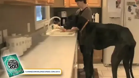 Zeus, un dog german din Michigan, este CEL MAI ÎNALT CÂINE din lume - VIDEO