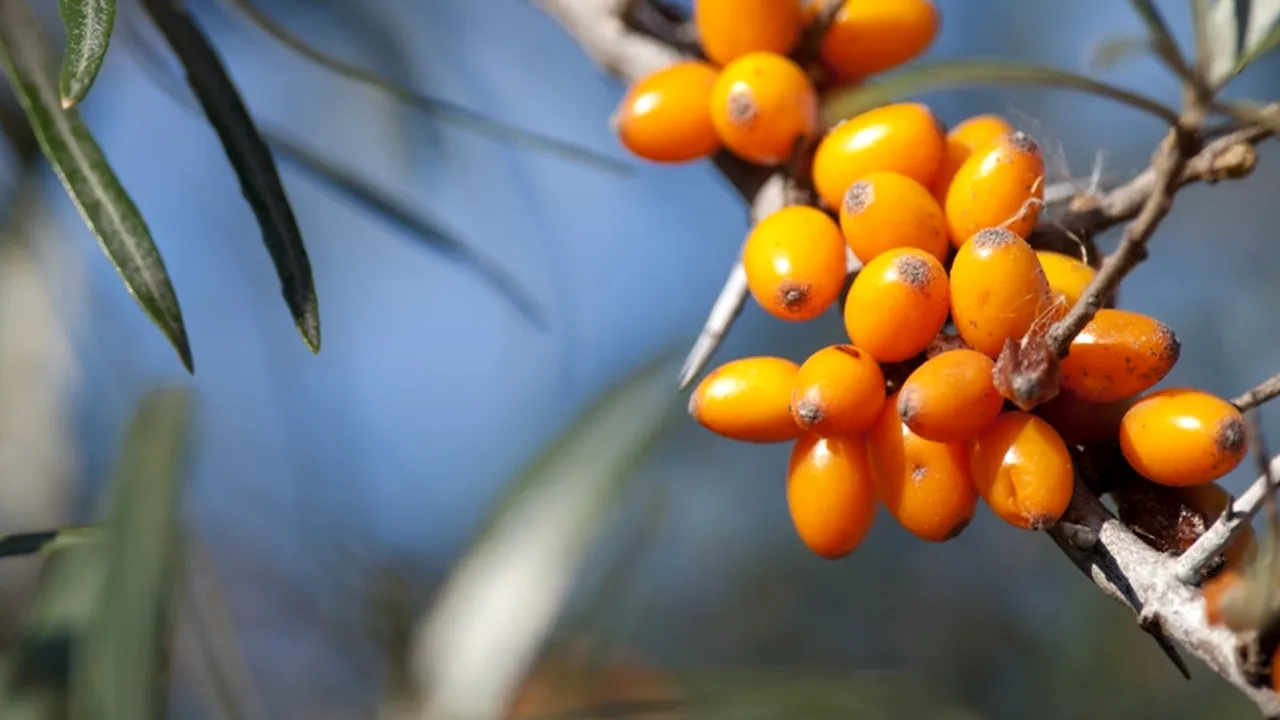 Cinci proprietăți miraculoase ale cătinei