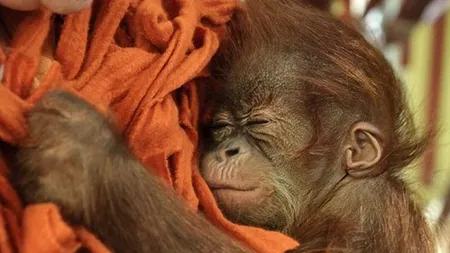 Povestea care a înduioșat Marea Britanie: un pui de maimuță rămas orfan își caută o nouă mamă