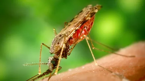 Cercetătorii americani au creat o varietate de țânțari care nu transmit malaria