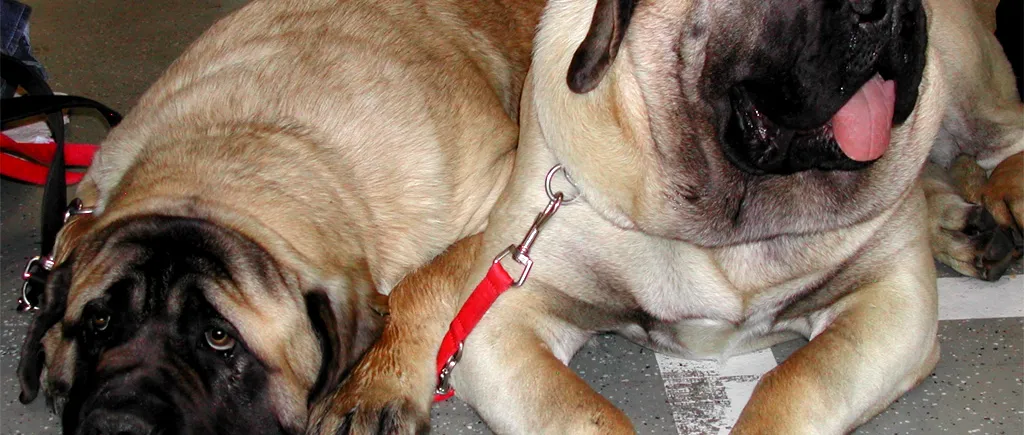 Două adolescente din Tulcea, atacate de un câine din rasa Mastiff. Proprietarul a fugit de la fața locului
