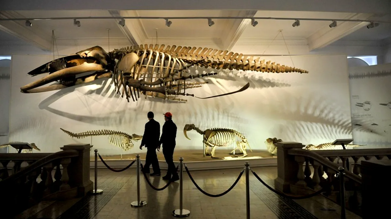 NOAPTEA MUZEELOR 2012. Ce se va întâmpla la Antipa