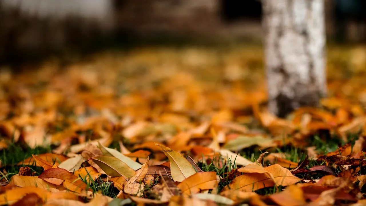 GREȘEALA uriaşă pe care o fac românii toamna la curte sau la bloc. Locatarii riscă amenzi usturătoare