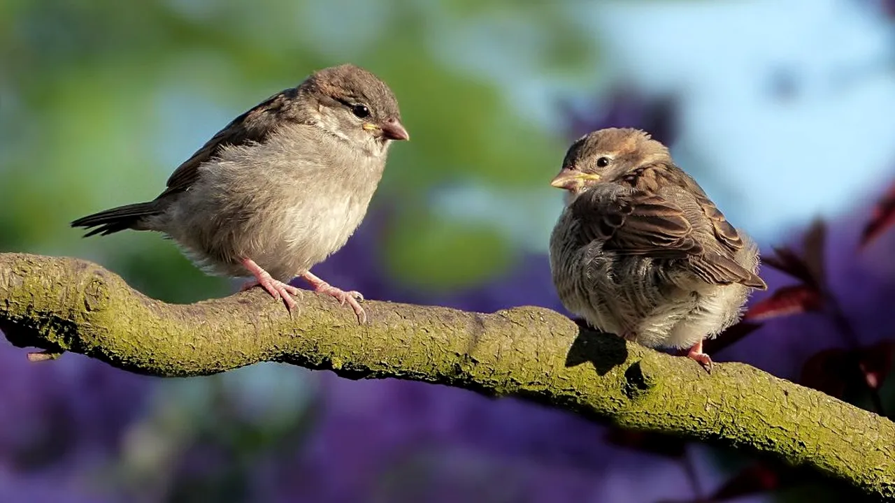 Vremea. Prognoza meteo pentru următoarea lună. Vești proaste pentru agricultori