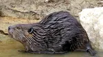 Primul castor sălbatic văzut în Norfolk după 400 de ani: „Nimeni nu știe de unde a apărut”