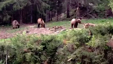 IMAGINILE ZILEI: 4 urși, ieșiți din pădure să mănânce, filmați de angajații Romsilva - VIDEO