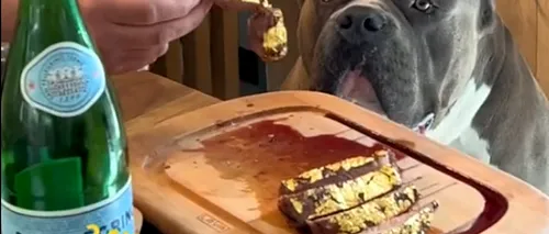 VIDEO „Masă regală” oferită unui câine la un restaurant de fițe din Cluj. DELICATESA în foiță de aur cu care s-a delectat animalul costă 1.200 de lei