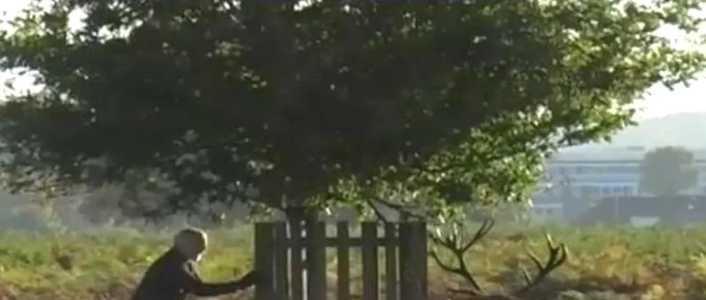 VIDEO. Ce se întâmplă când un bărbat dă nas în nas cu un cerb în călduri
