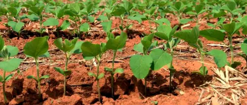 “Super-Plantele”. Efectele schimbărilor climatice în agricultură, combătute prin cercetare
