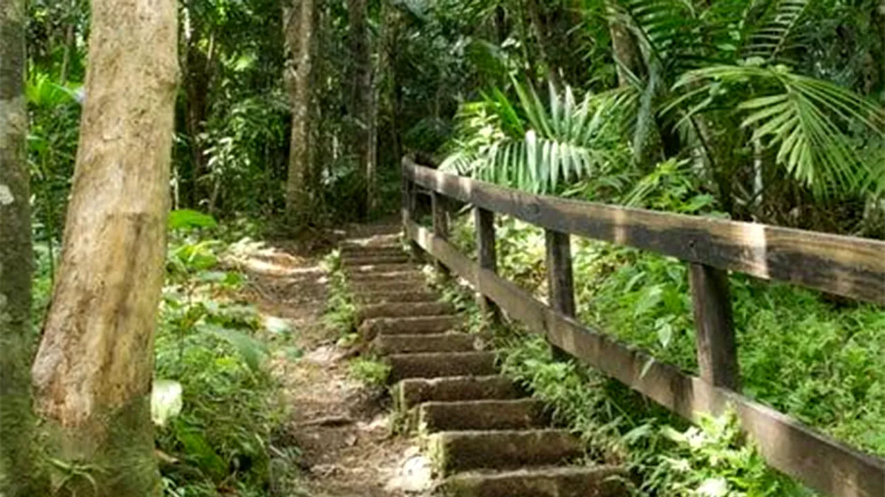 În anul 1980, un artist din Los Angeles a dispărut într-o pădure din Puerto Rico. Cum a fost găsit după 40 de ani
