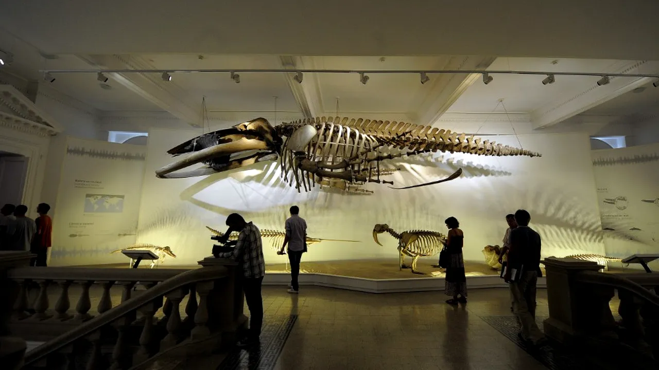 Muzeul Antipa s-a îmbrăcat în HAINE NOI: O nouă GRAFICĂ a site-ului, UN LOGO îmbunătățit și va căuta un SLOGAN ACTUAL cu ajutorul fanilor