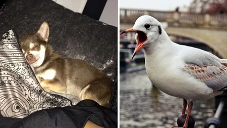 Un pescăruș „a răpit