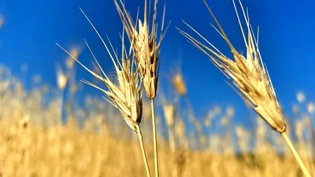 Cotația grâului, în scădere pe fondul progreselor înregistrate la negocierile de la Istanbul