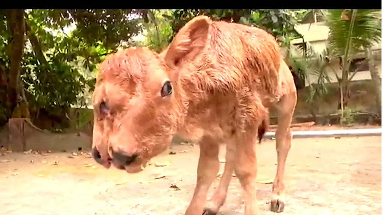VIDEO Un vițel mutant a șocat pe toată lumea. Acesta s-a născut cu două capete, patru ochi și două guri
