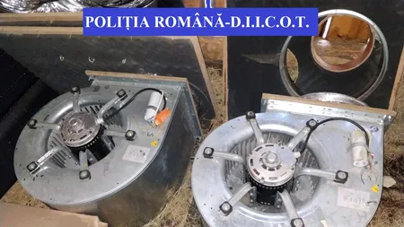 Cultură de cannabis, descoperită în urma unor percheziţii în Bistriţa-Năsăud. Doi bărbaţi au fost reținuți (VIDEO)