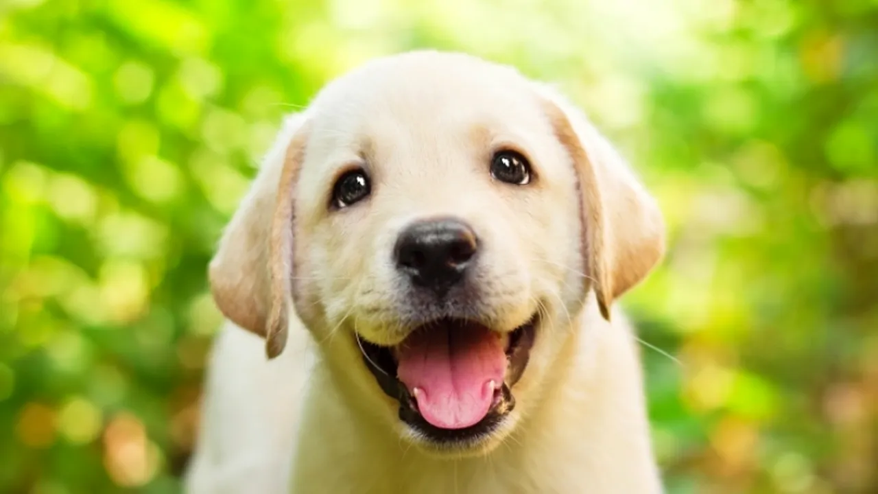 STUDIU. Cum poți înțelege mesajele pe care ți le transmite câinele tău