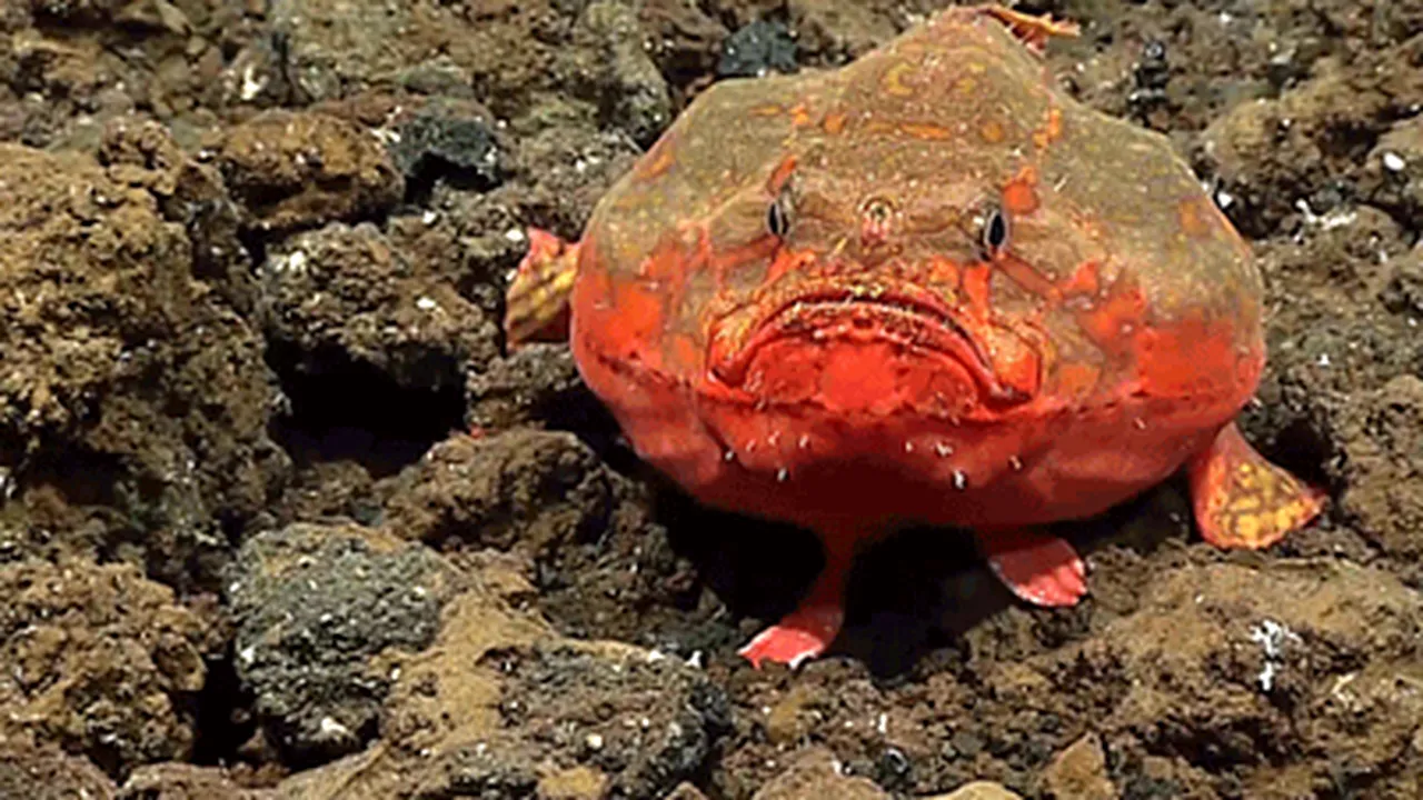 Top 10 creaturi bizare din adâncul mărilor