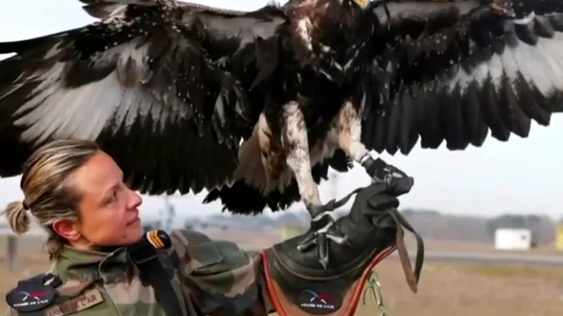 Vulturii, folosiți pentru a prinde și distruge dronele teroriștilor. Lupta împotriva terorismului la un alt nivel