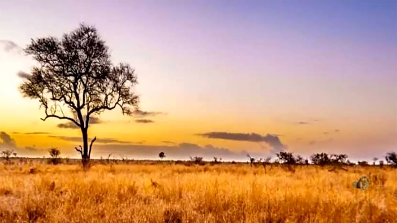 Iluzie optică virală | Ești un geniu dacă poți vedea LEUL ascuns în această imagine, în maximum 4 secunde