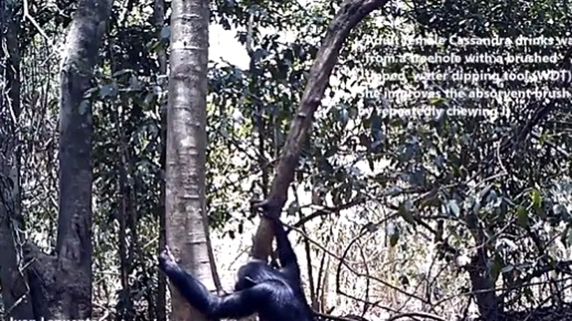 Comportament deosebit surprins la cimpanzei. Ce au descoperit cercetătorii cu ajutorul camerelor video