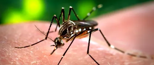 91.000 de cazuri de infectare cu virusul Zika, înregistrate în Brazilia