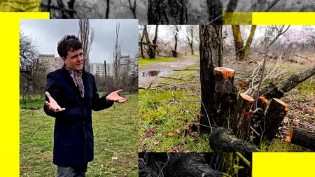 Nicușor Dan, despre masacrul din IOR: „Am mai văzut copaci doborâţi ilegal, dar niciodată aşa de mulţi” | VIDEO