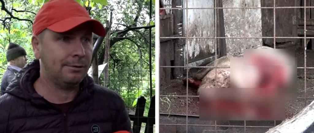 VIDEO| Un urs a făcut ravagii în Câmpulung și a omorât porcii din gospodării. Localnicii vor să doarmă cu toporul de frica animalului