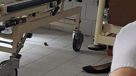 Șoarece în salonul maternității de stat din Timișoara. Director: Probabil a intrat pe vreo ușă deschisă. FOTO