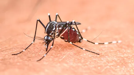 Primul caz de infectare cu WEST NILE din acest sezon a fost depistat în București