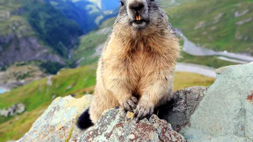 MĂSURI PREVENTIVE. Rusia interzice vânătoarea de marmote după apariția unor alerte de ciumă bubonică în China și Mongolia