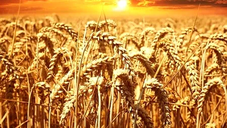 Ucraina negociază cu România posibilitatea de a-și exporta produsele agricole prin portul Constanța
