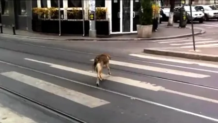 VIDEO. Campanie a Poliției Rutiere: Dacă niște câini pot, oamenii pot și ei