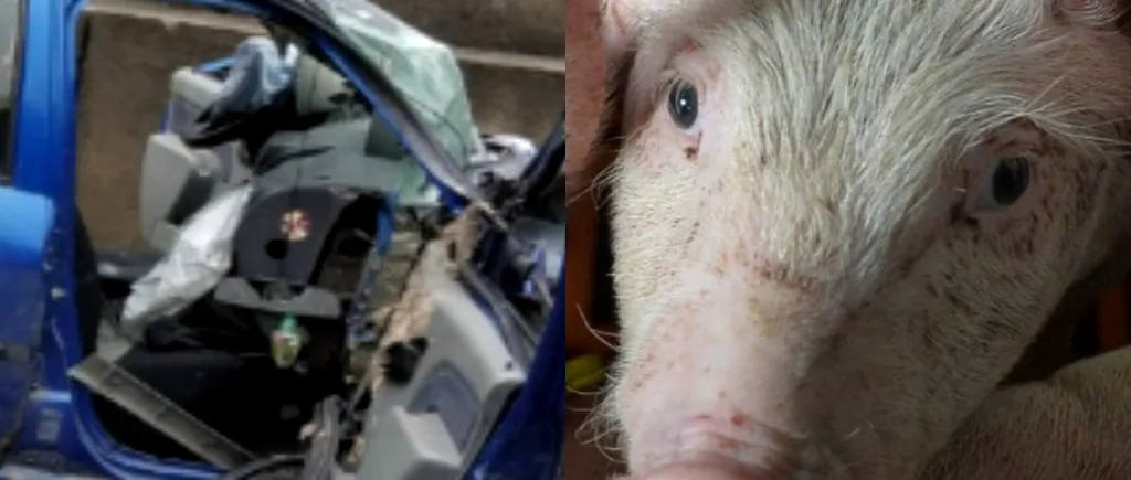 O mașină s-a proptit într-un stâlp după ce un porc ar fi sărit în brațele șoferului. Bărbatul și soția lui au cumpărat godacii de la târg și i-au „împachetat pe bancheta din spate

