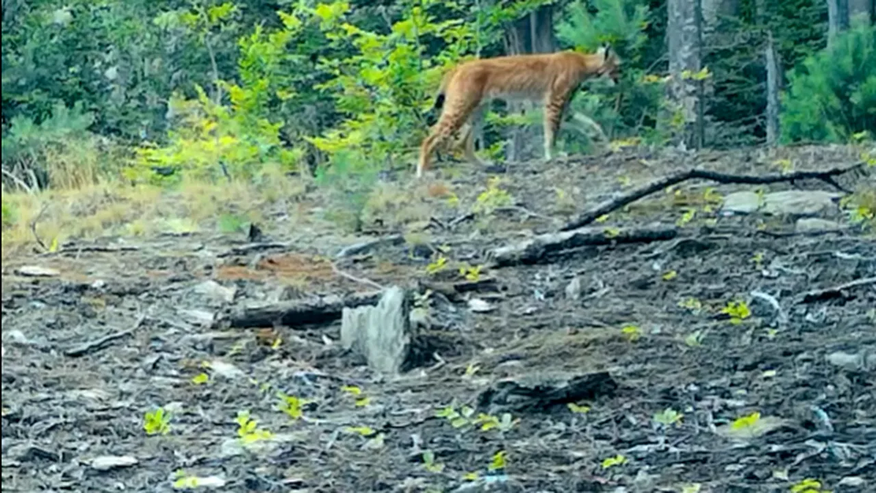 RÂS surprins de camerele de monitorizare montate în Parcul Naţional Semenic - Cheile Caraşului. Imaginile au fost distribuite de Romsilva