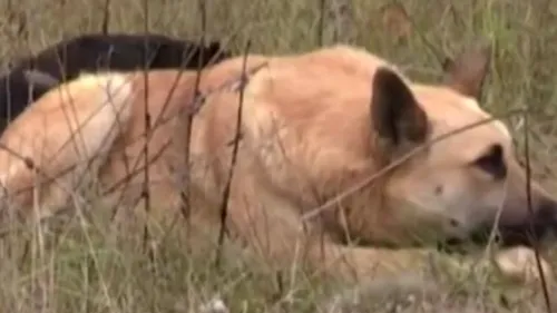 VIDEO. Povestea emoționantă a câinelui care a refuzat să plece de lângă partenera moartă