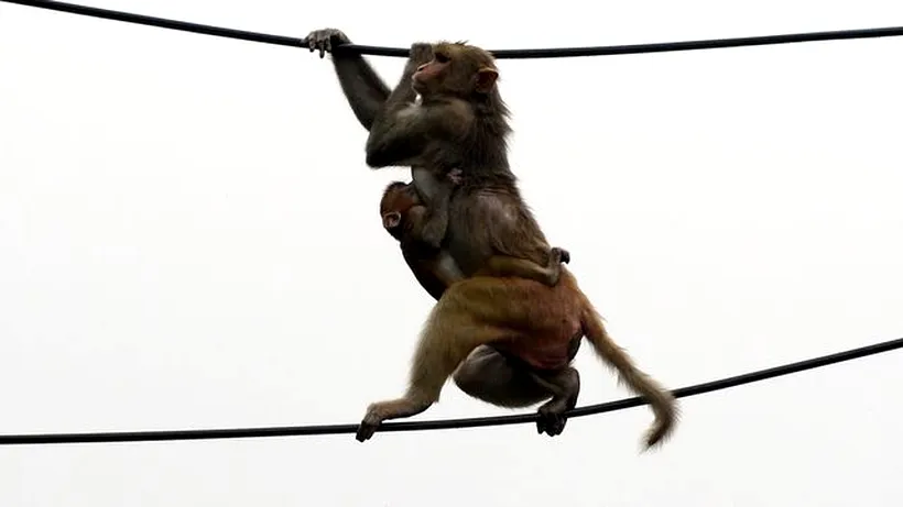 ATAC. Maimuțe din India au furat probe de sânge infectate cu coronavirus. Un biolog a avertizat că virusul mutant ar putea avea un impact devastator asupra speciilor de maimuțe, care au mușcat recent copii