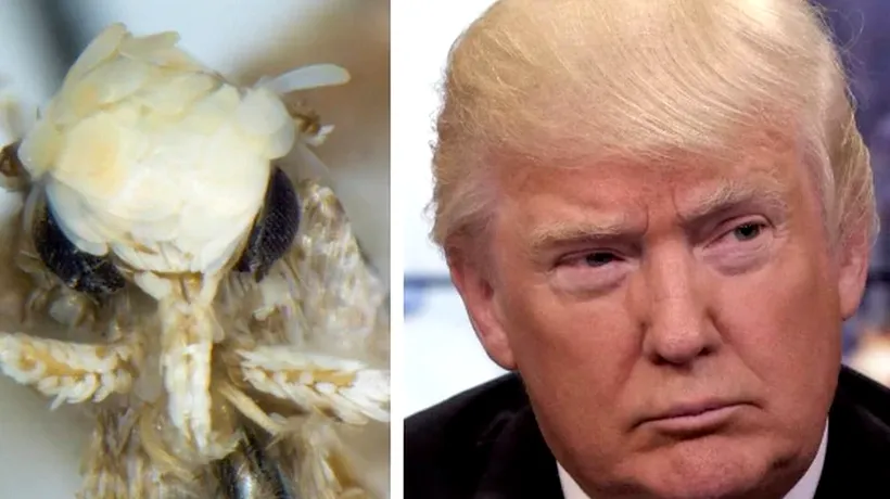 O specie de molie a fost numită Donald Trump
