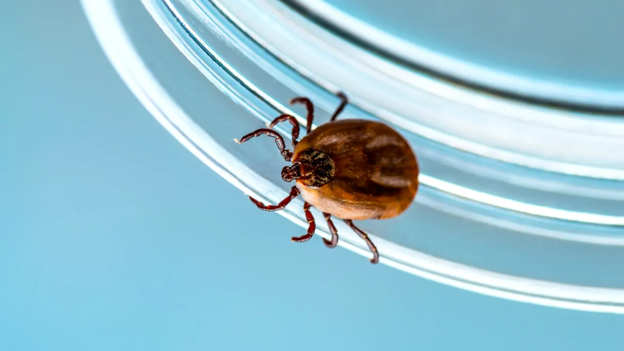 A început sezonul căpușelor. Tot mai multe animale de companie ajung la veterinar, în urma mușcăturilor insectei