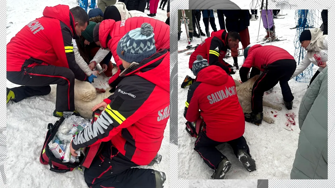 Zile de foc pentru salvamontiști. Zeci de schiori, la spital. Printre victime, un cățel a fost lovit pe pârtia din Cavnic