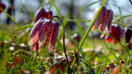 Este interzis! Ce riscă persoanele care rup florile protejate de lege în România