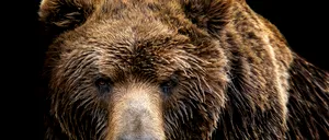 Panică în județul Vâlcea: Urși observați în mai multe localități / Recomandările jandarmilor