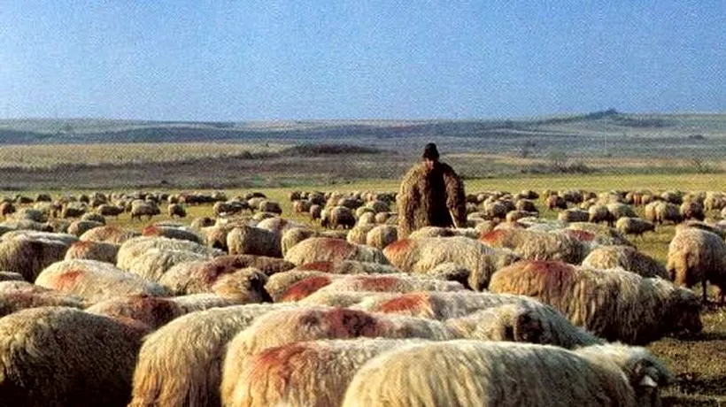 SANCȚIUNE. Cioban amendat cu 15.000 de lei, după ce a fugit să își adune oile scăpate din țarc