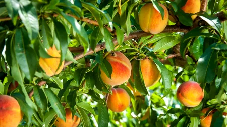 Beneficiile consumului de PIERSICI. Un scut natural pentru întregul organism, dar periculos pentru anumite afecțiuni. Cine ar trebui să le evite